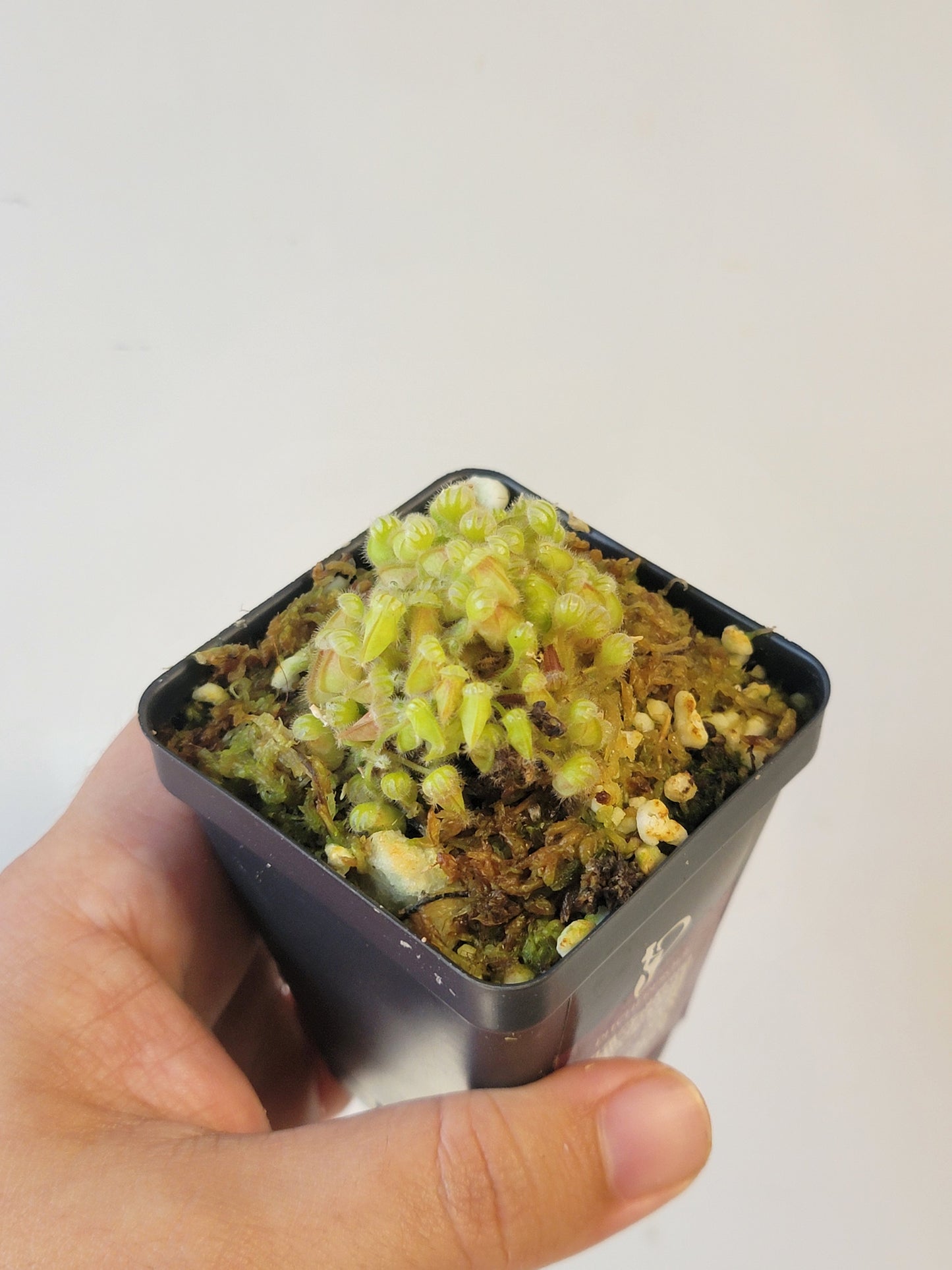 Cephalotus follicularis BCP