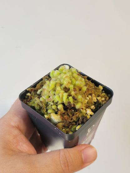 Cephalotus follicularis BCP
