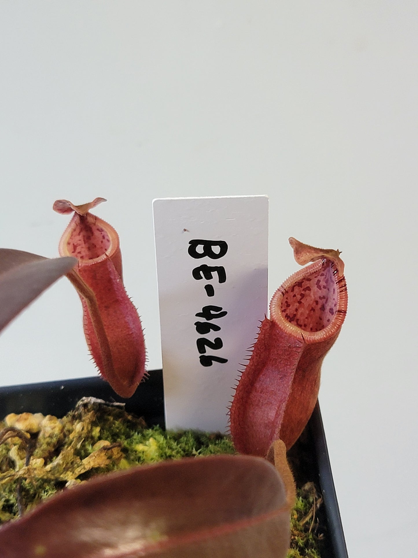 Nepenthes diabolica x burbidgeae BE