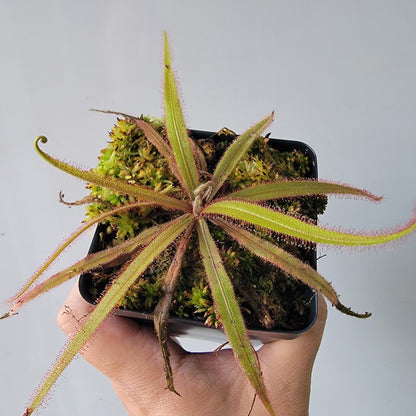 Drosera adelae 'Giant'
