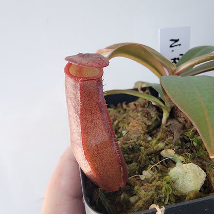 Nepenthes "Rebecca Soper"
