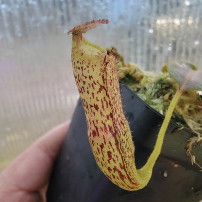 Nepenthes vogelii BE