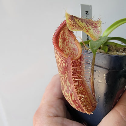 Nepenthes singalana x hamata BE
