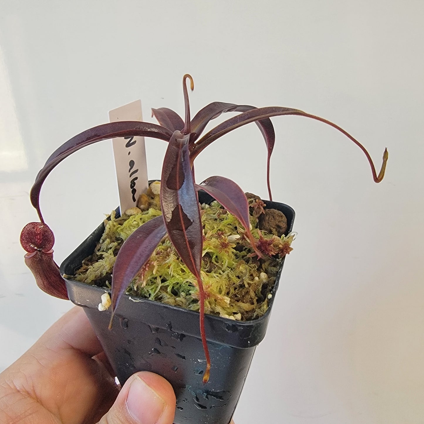 Nepenthes alba BCP