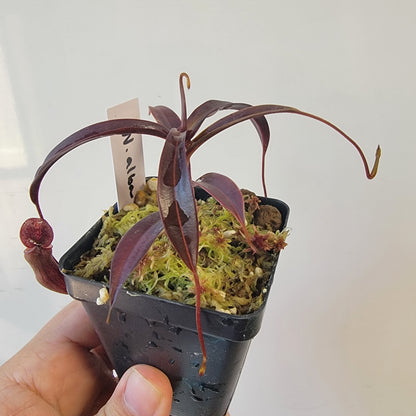 Nepenthes alba BCP