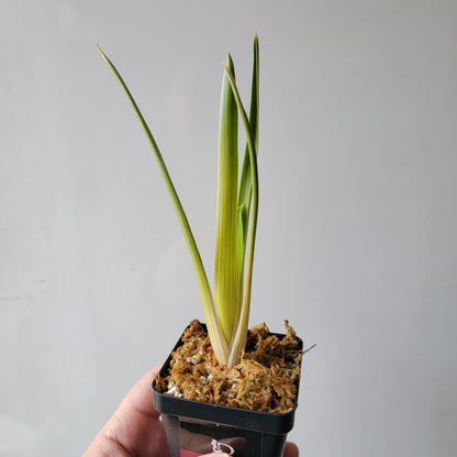 Brocchinia reducta BCP