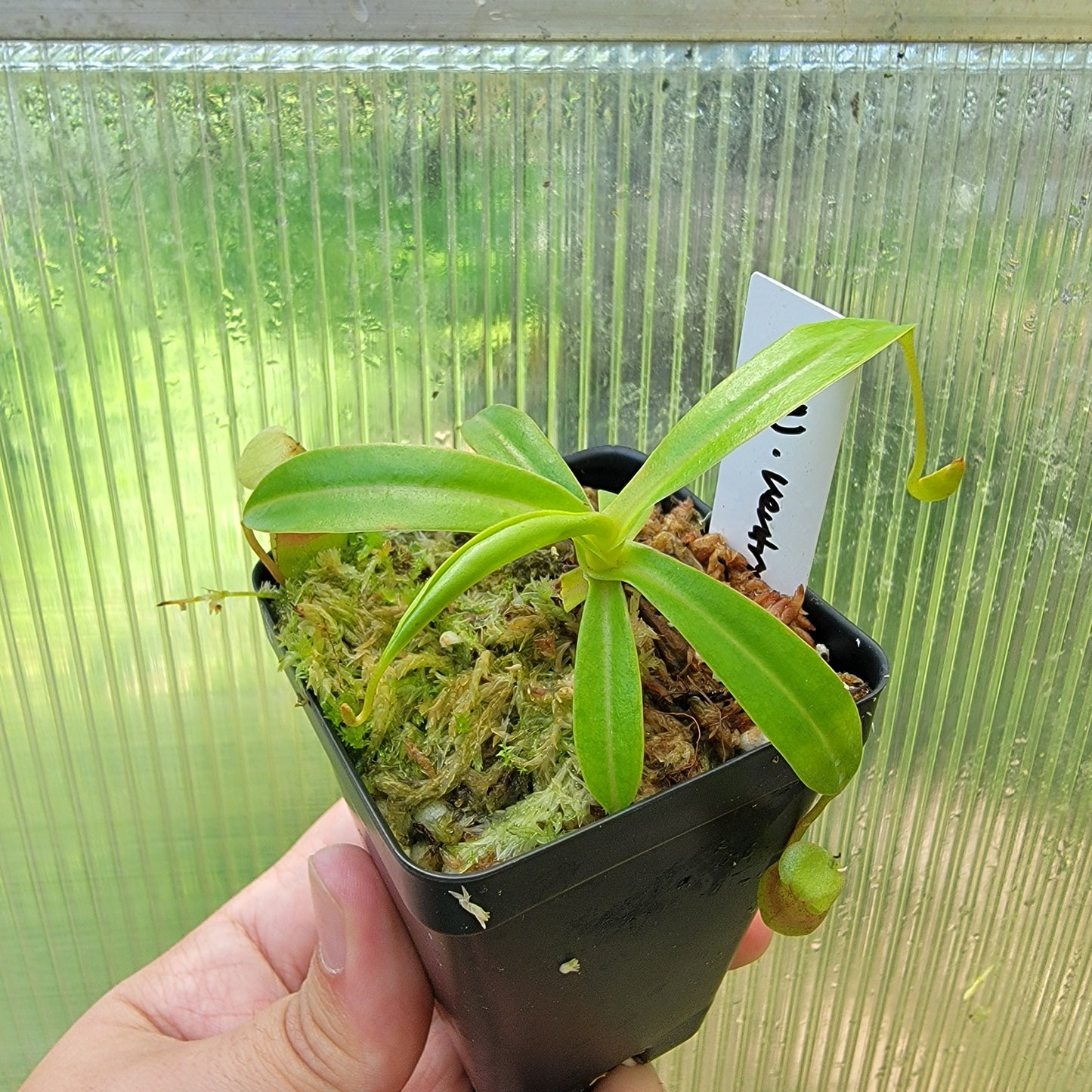 Nepenthes ventricosa BE