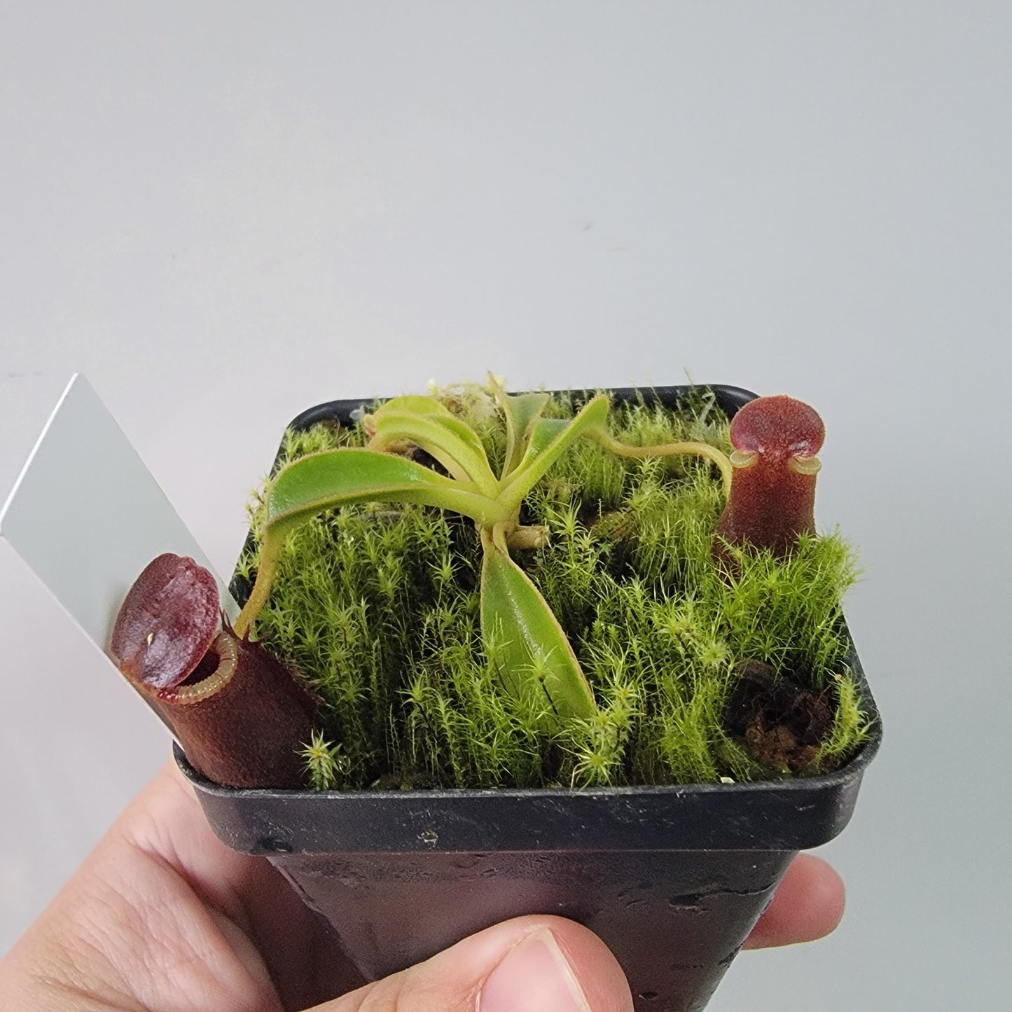 Nepenthes lowii BE *New Clone*