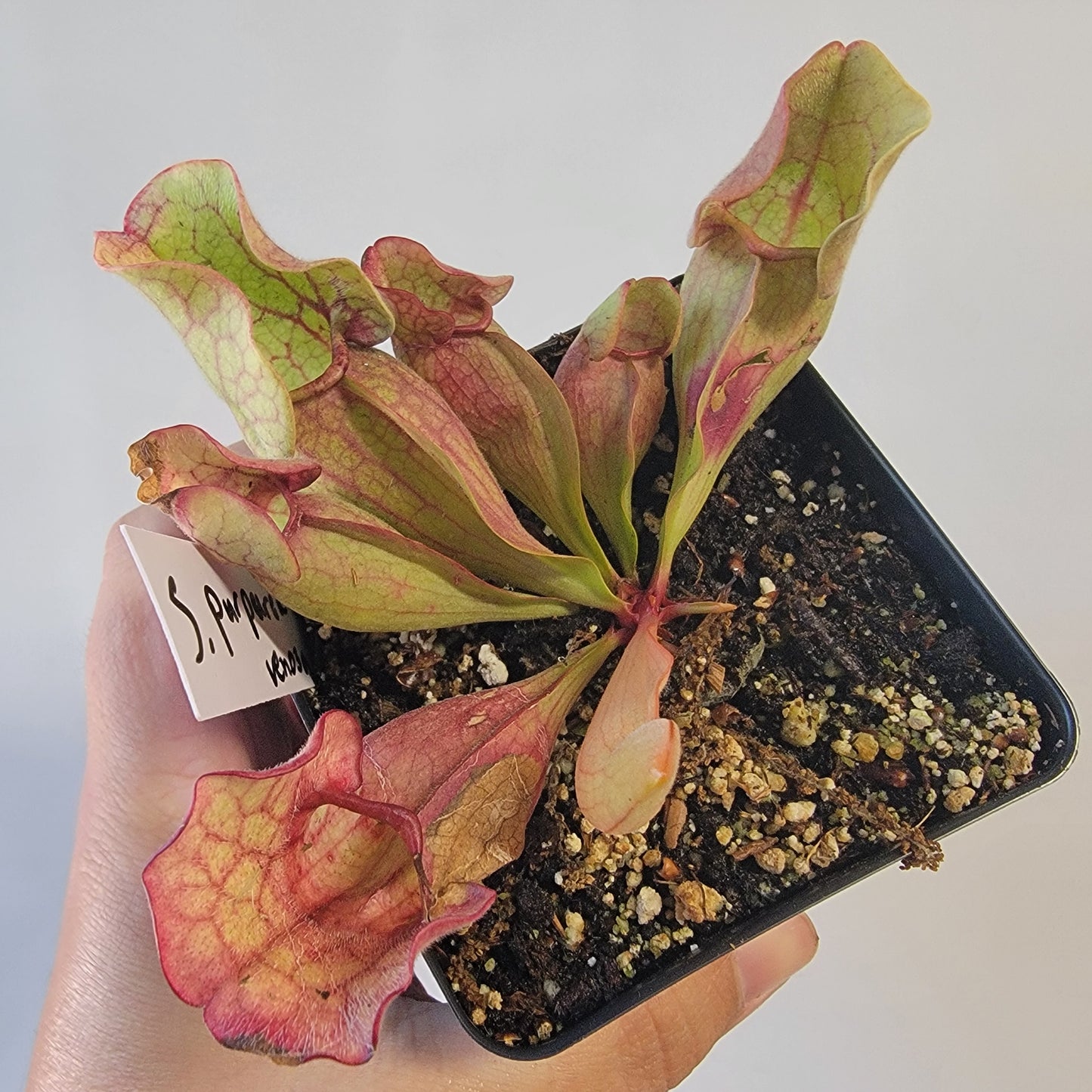 Sarracenia purpurea ssp. venosa 4"