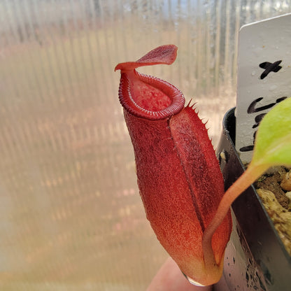 Nepenthes robcantleyi x jacquelineae BE