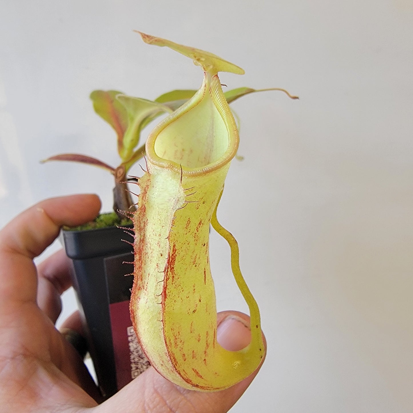 Nepenthes thorelii x maxima (x Rokko) MBRS clone