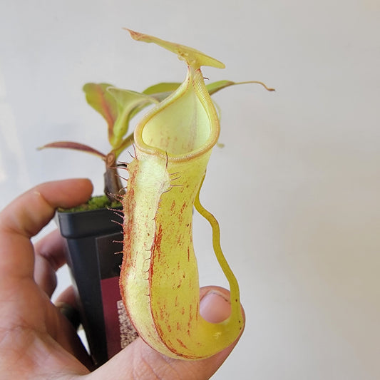 Nepenthes thorelii x maxima (x Rokko) MBRS clone