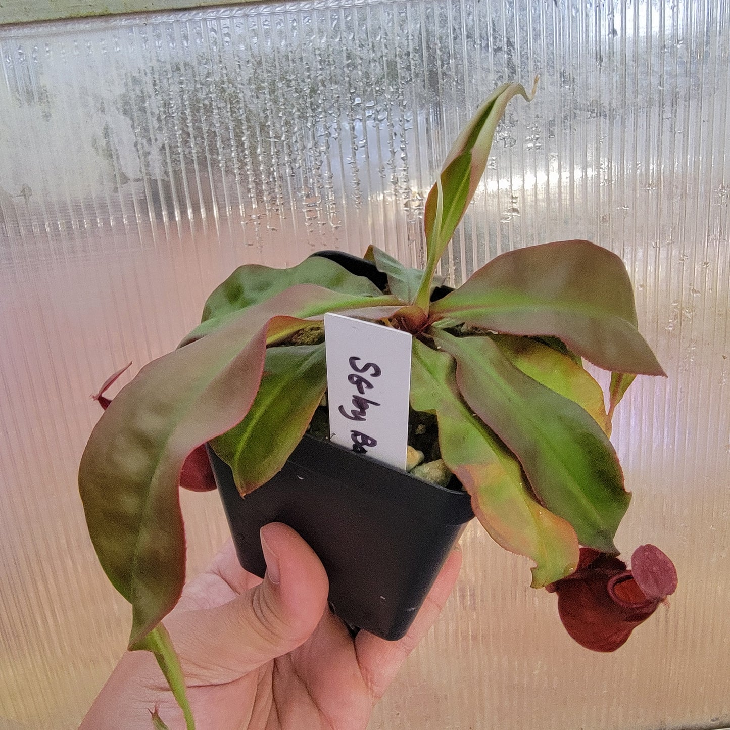 Nepenthes viking x lowii x campanulata 'Giant' PP