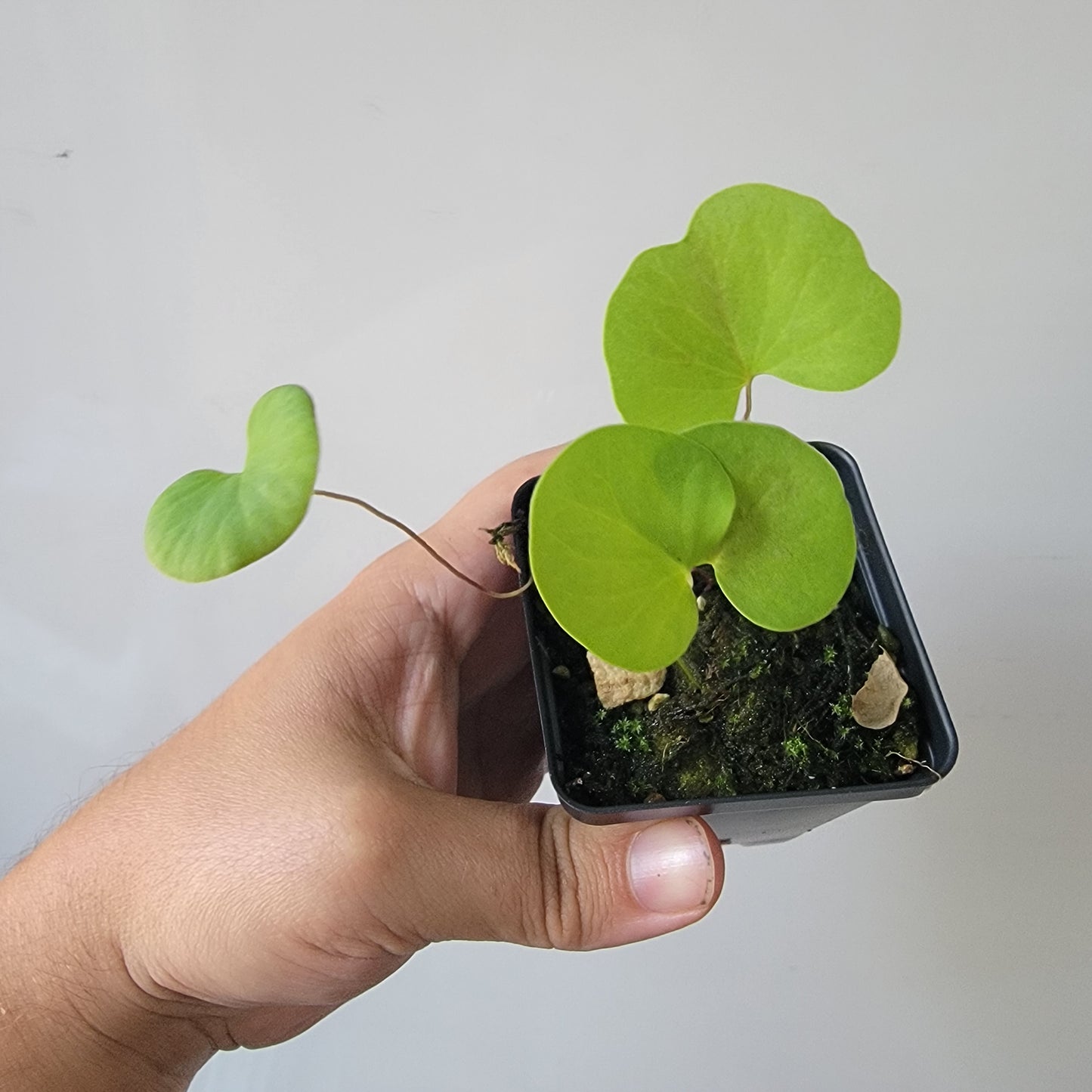 Utricularia reniformis