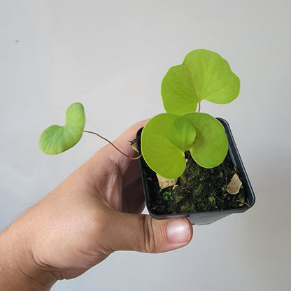 Utricularia reniformis