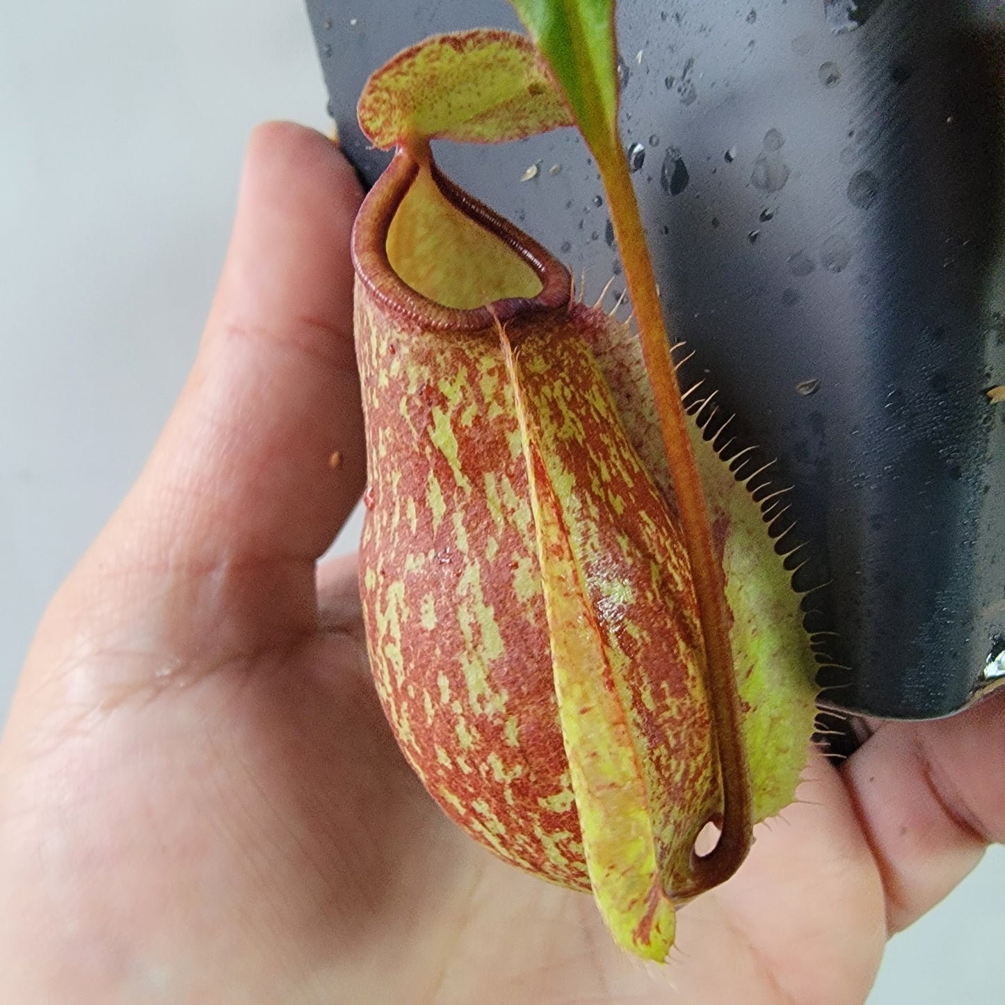 Nepenthes viking x lowii x campanulata 'Giant' PP