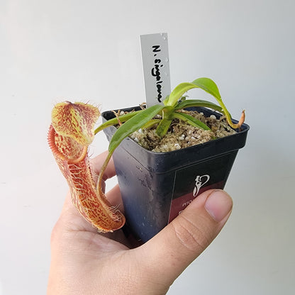 Nepenthes singalana x hamata BE