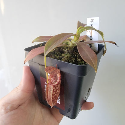 Nepenthes talangensis x spectabilis BE