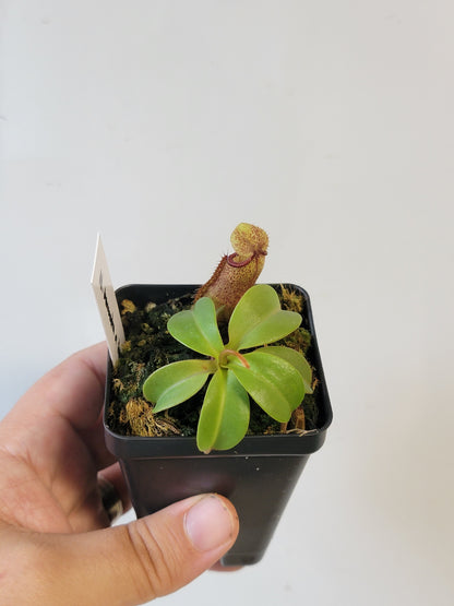 Nepenthes hamata x truncata BE