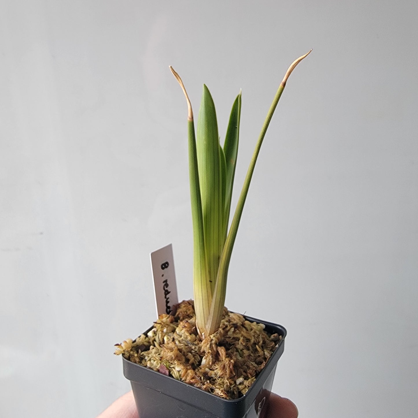 Brocchinia reducta BCP