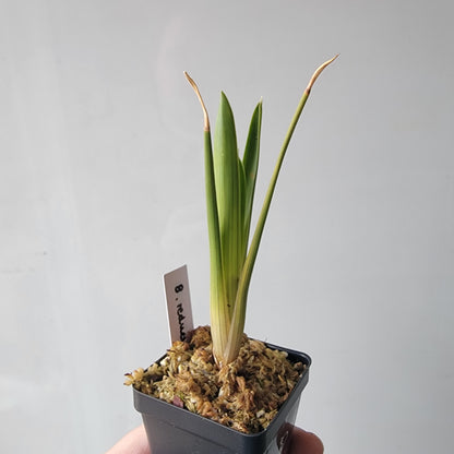 Brocchinia reducta BCP