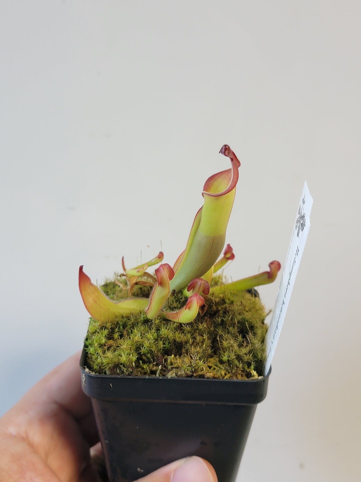 Heliamphora heterodoxa x ionasii BCP