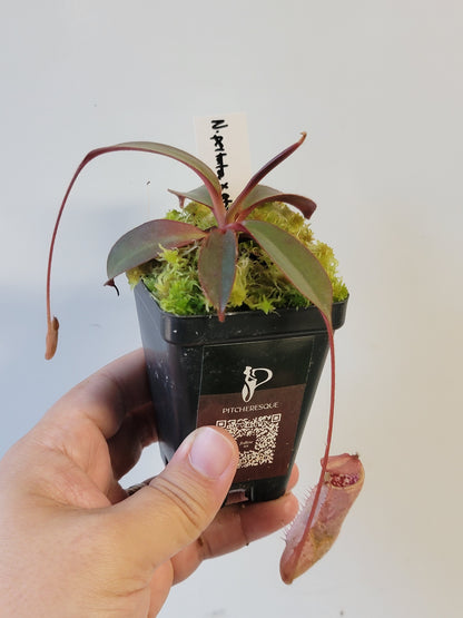 Nepenthes peltata x attenboroughii BE