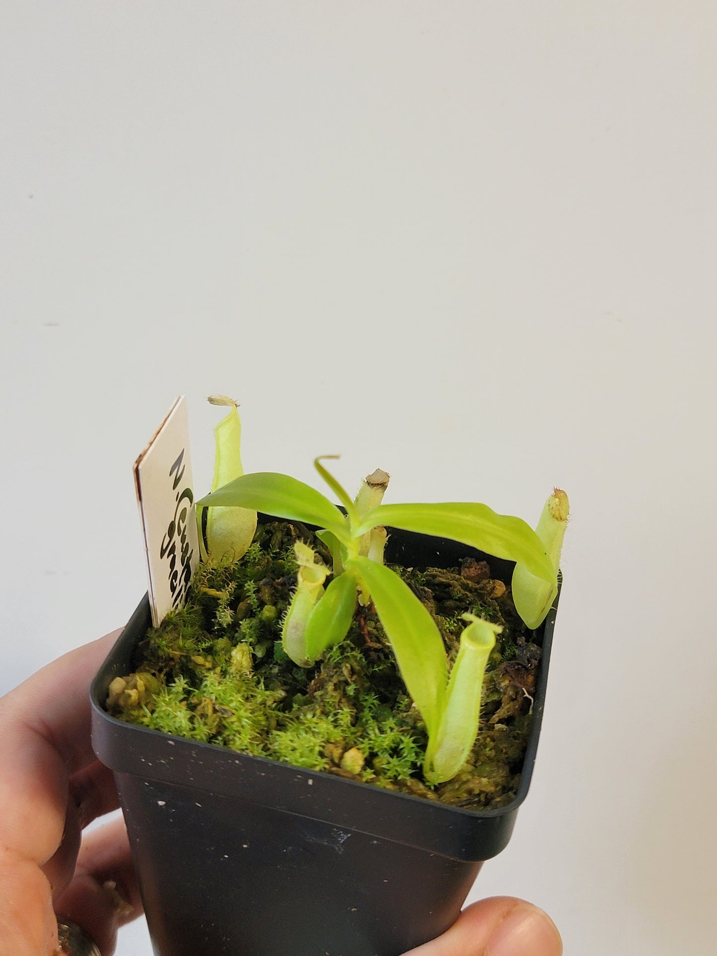 Nepenthes eustachya x gracilis BCP