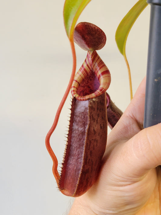 Nepenthes spectabilis x lowii BE