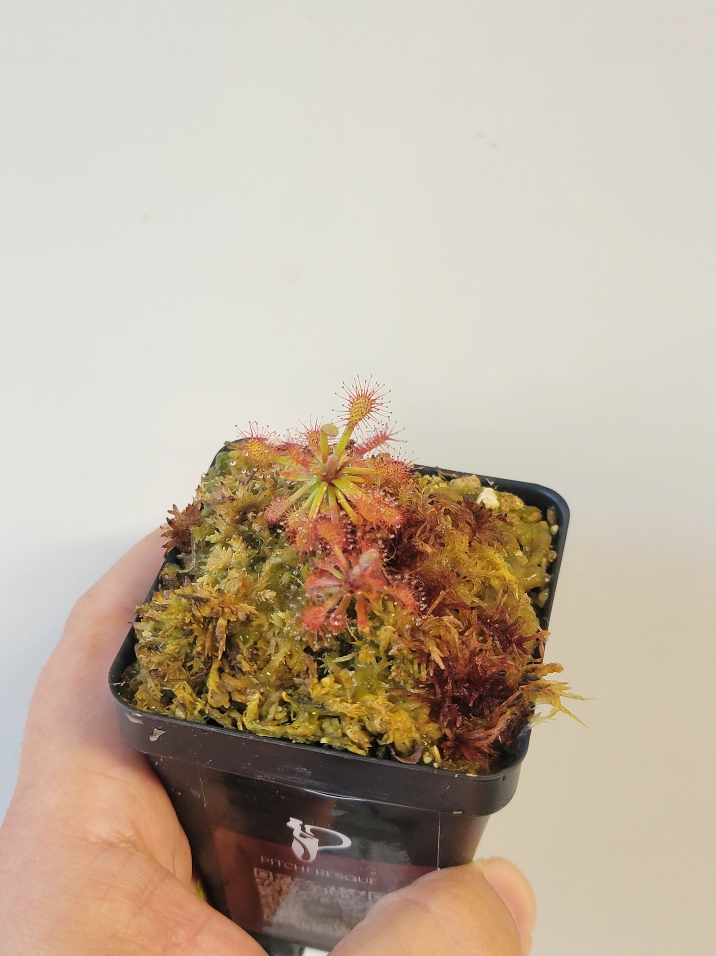 Drosera aff. roraimae BCP