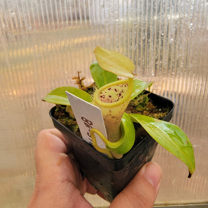 Nepenthes spathulata x campanulata BE