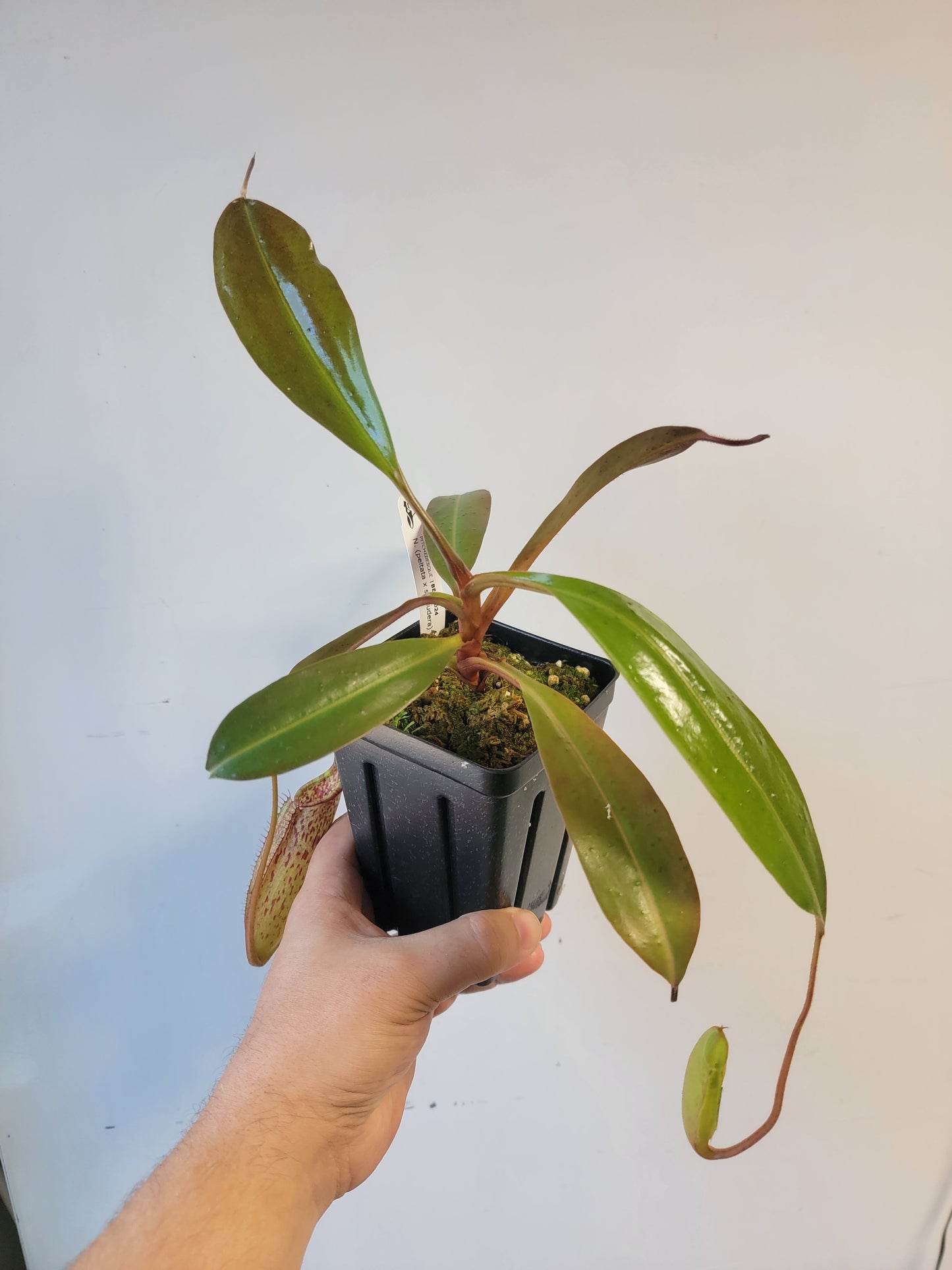 Nepenthes peltata x samudera BE