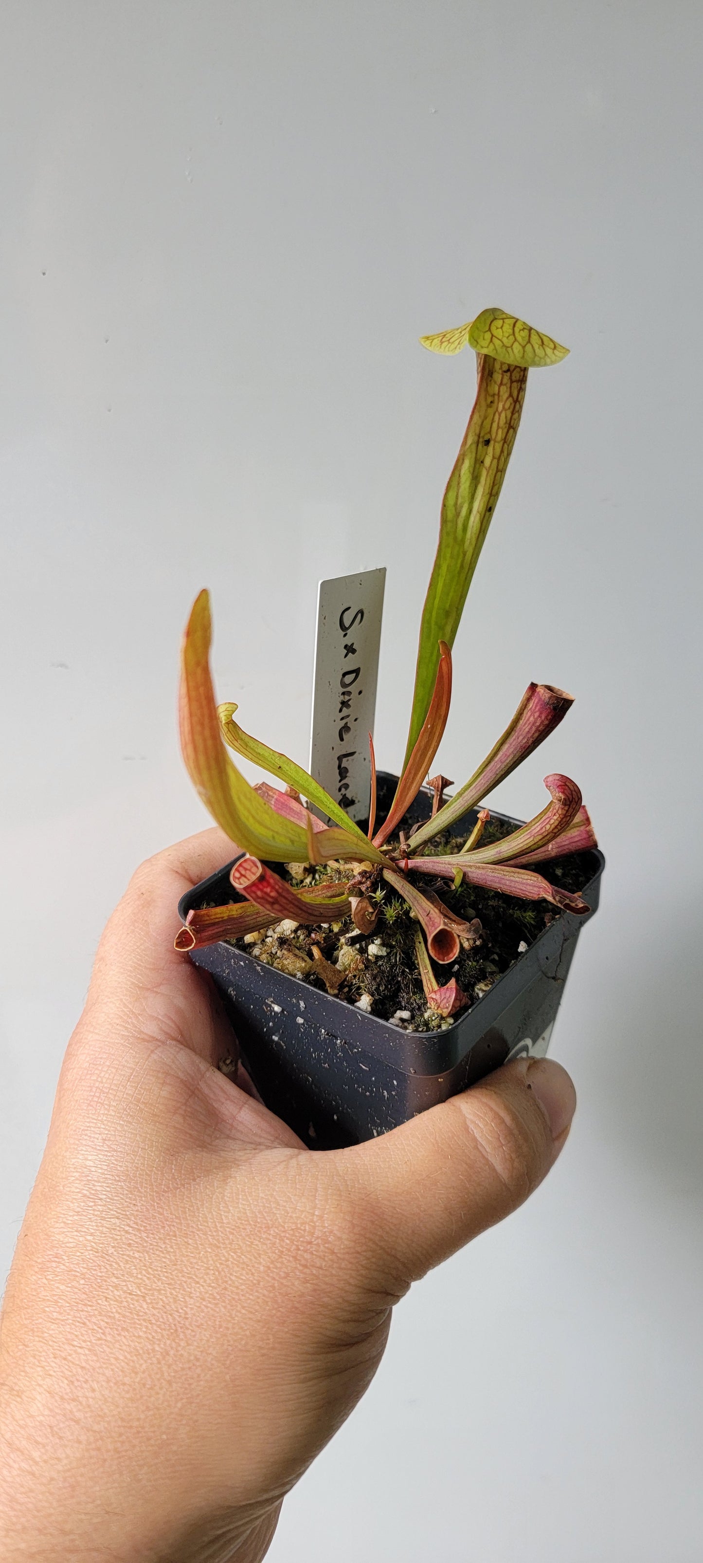 Sarracenia "Dixie Lace"