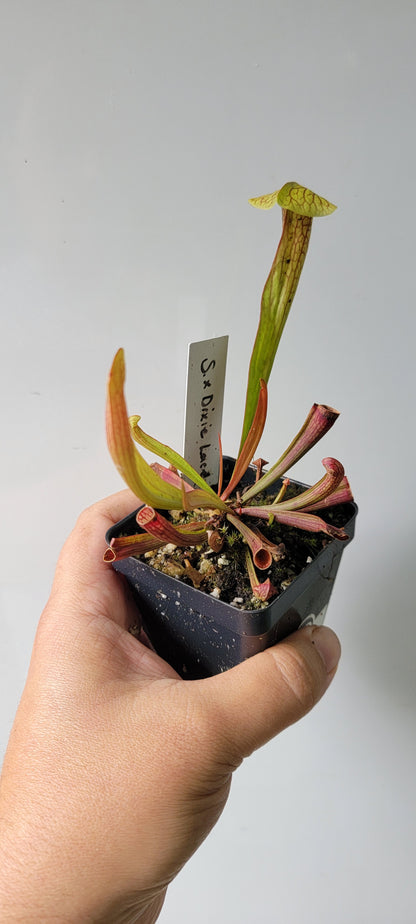 Sarracenia "Dixie Lace"
