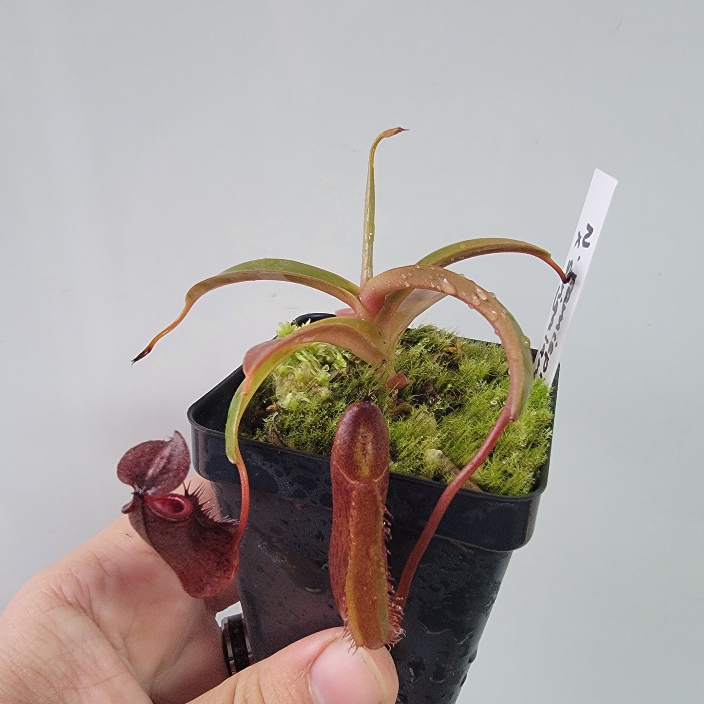 Nepenthes ramispina x singalana BE