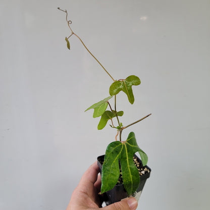 Aristolochia macroura