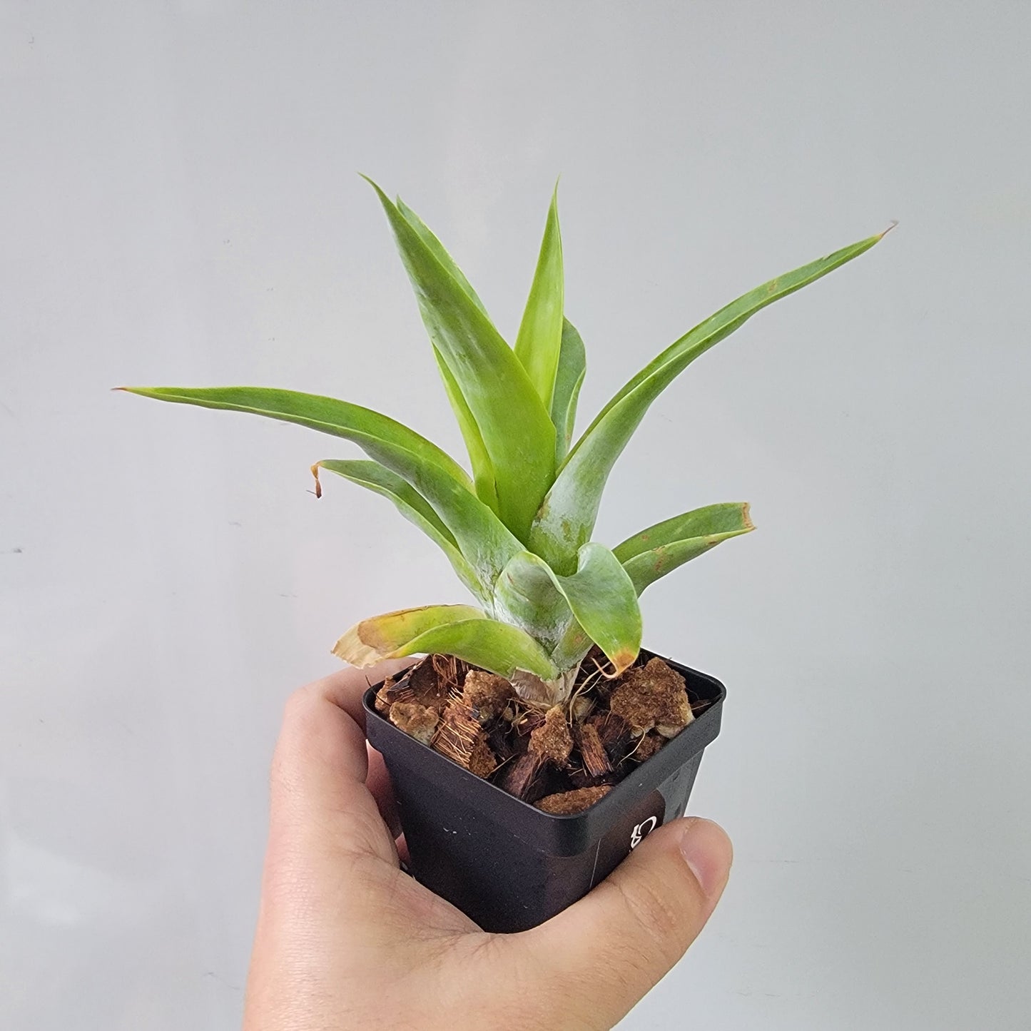 Catopsis berteroniana