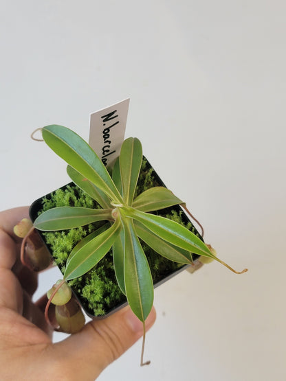 Nepenthes barcelonae BE