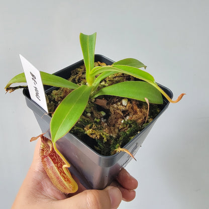 Nepenthes talangensis x spectabilis BE