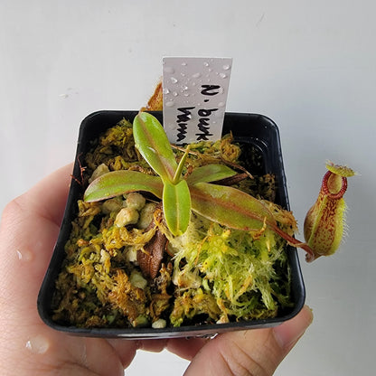 Nepenthes burkei x hamata BE