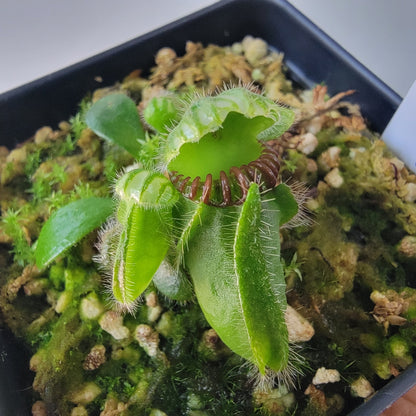 Cephalotus follicularis BE