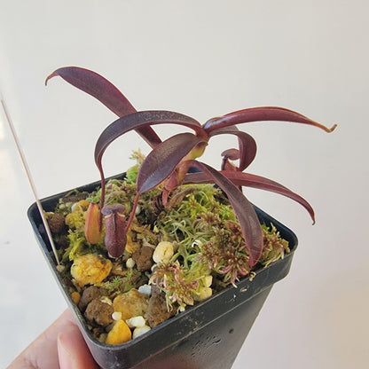 Nepenthes alba BCP
