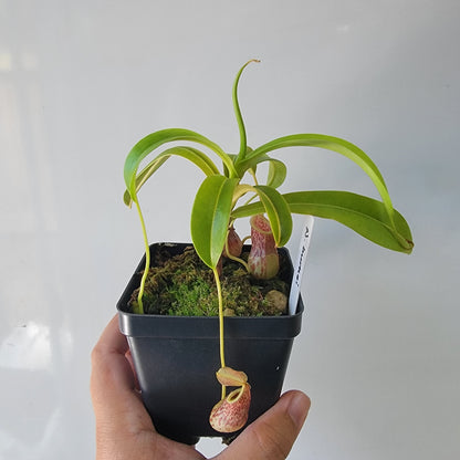 Nepenthes burkei BE *Medium*