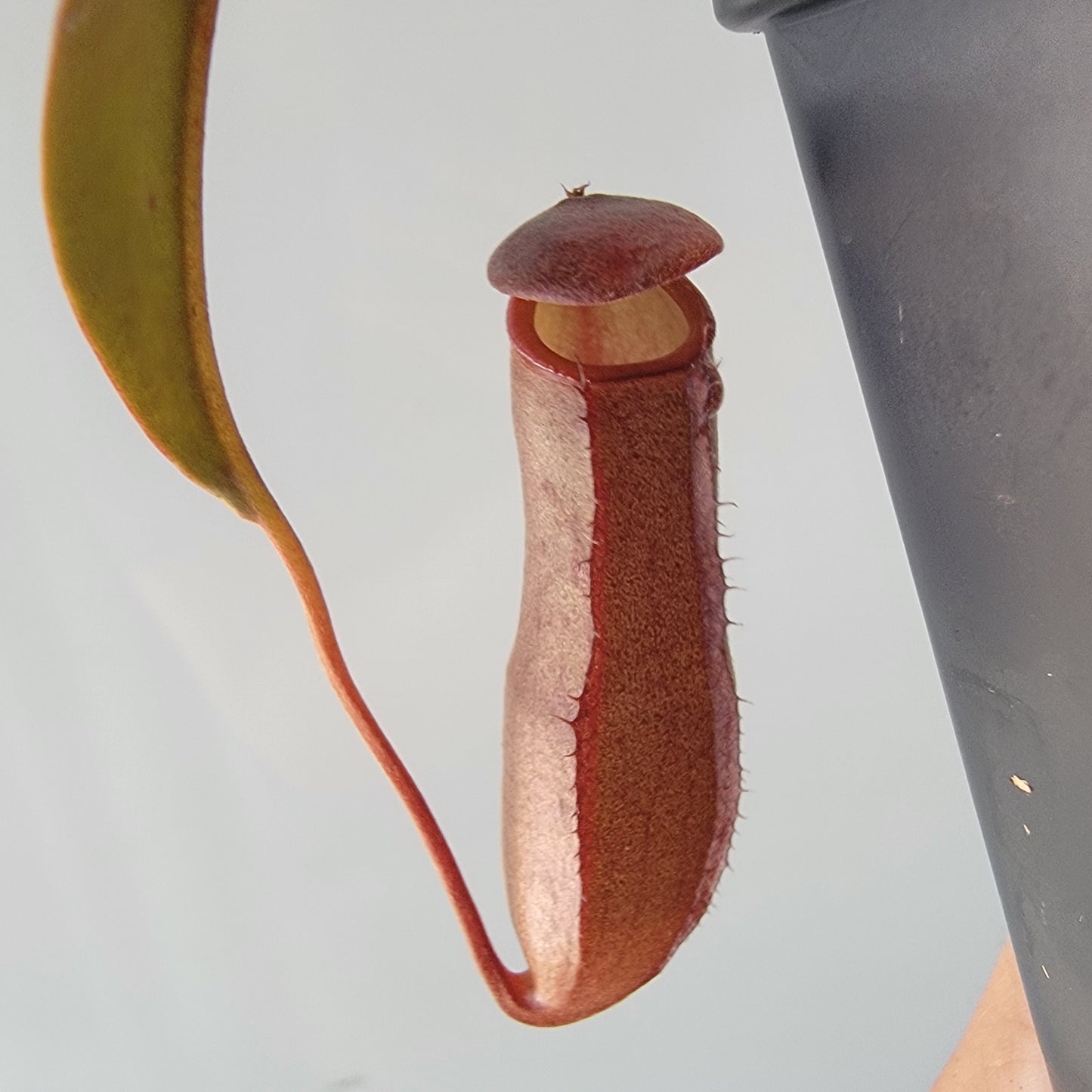 Nepenthes "Rebecca Soper"