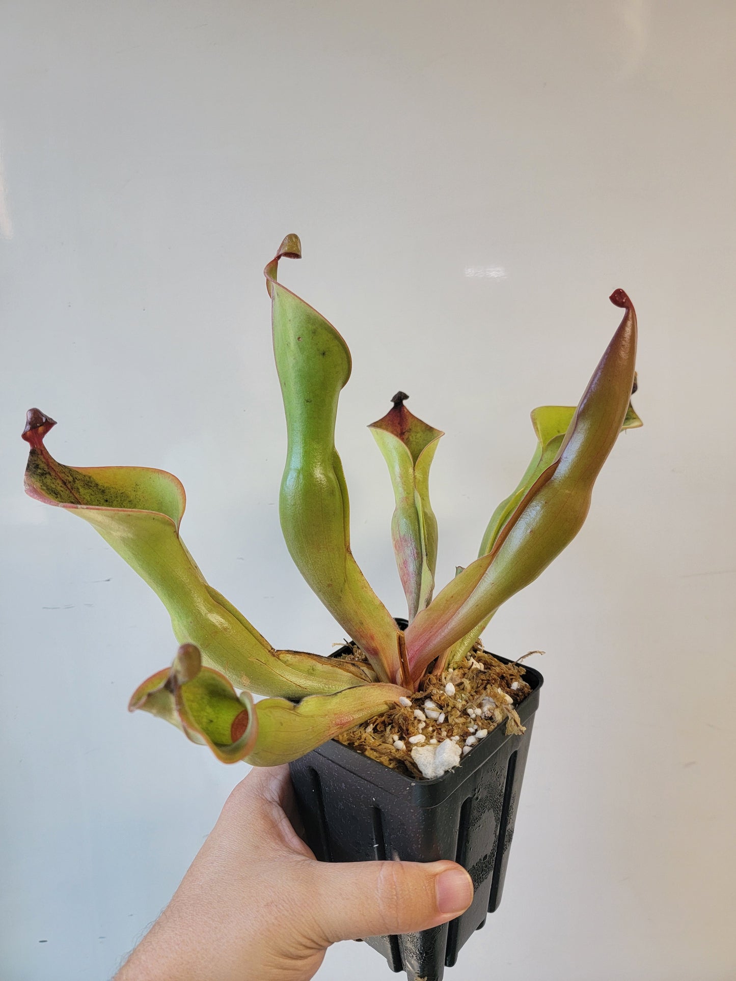 Heliamphora nutans x glabra 'Giant'