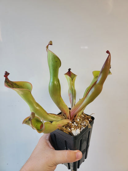 Heliamphora nutans x glabra 'Giant'