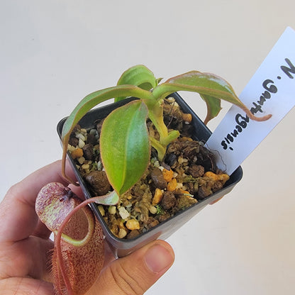 Nepenthes gantungensis BCP
