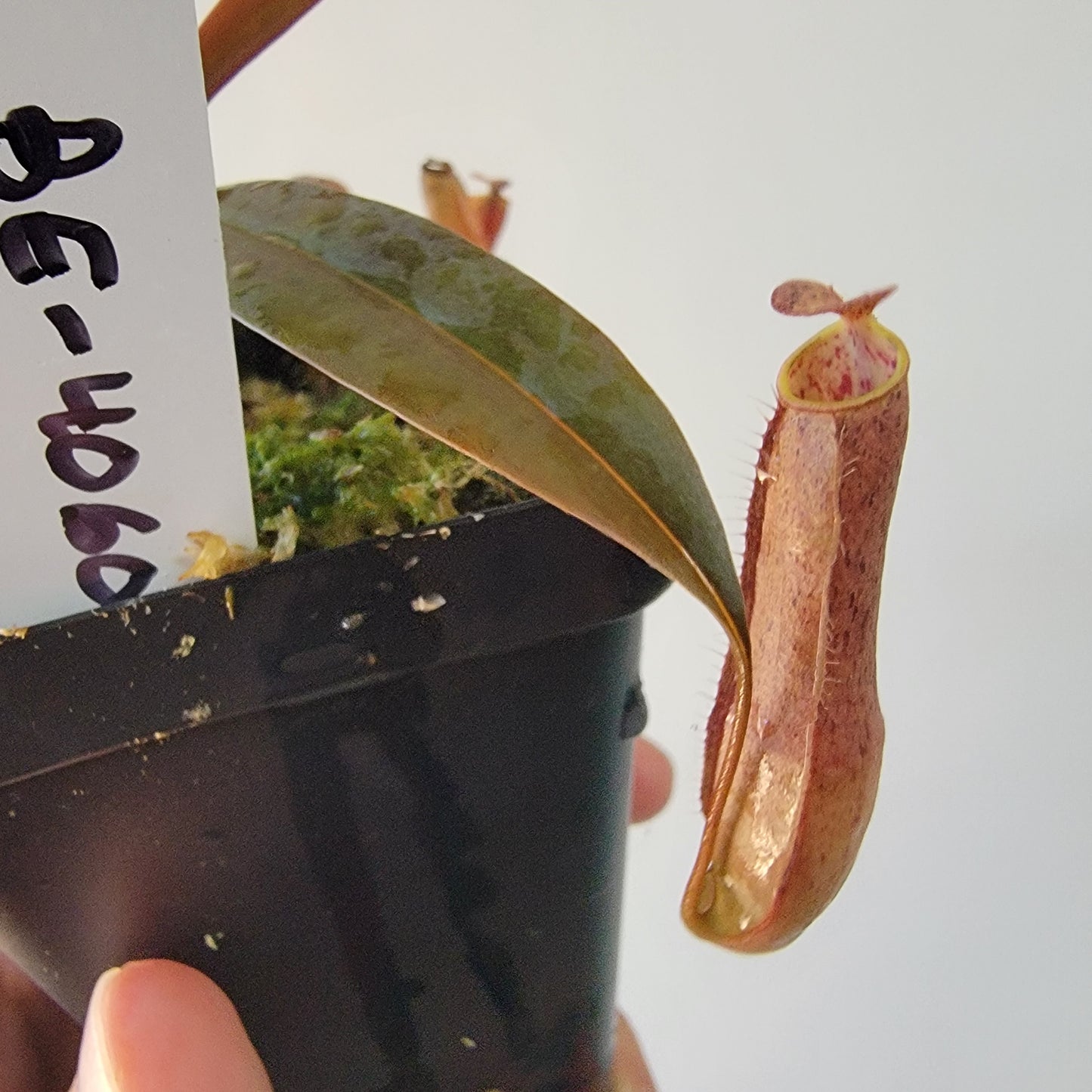 Nepenthes gracilis BE