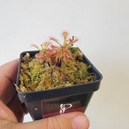 Drosera aff. roraimae BCP