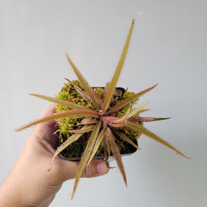 Drosera adelae 'Giant'